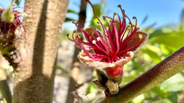 one blossom up close