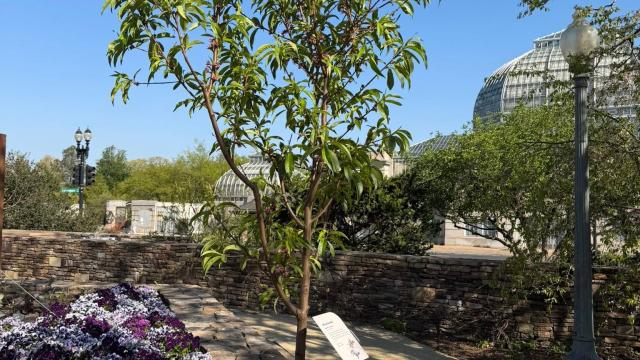 view of the full plant