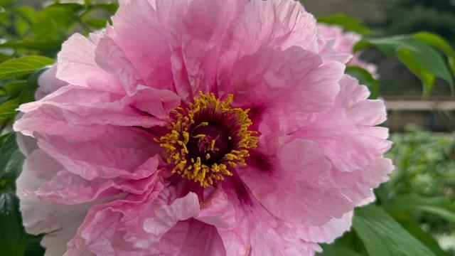 pink flower