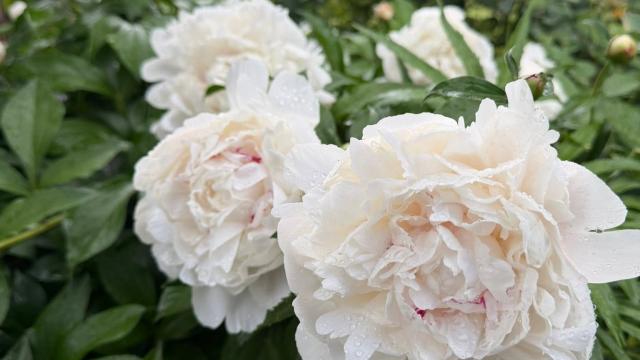 white flowers