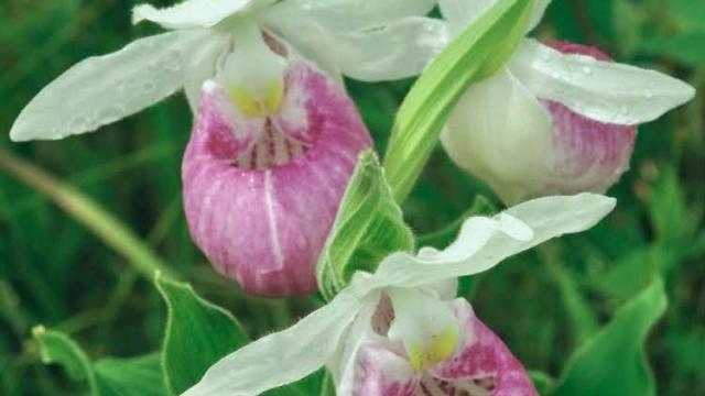 flowers up close