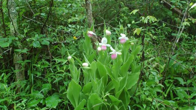 a cluster of flowers