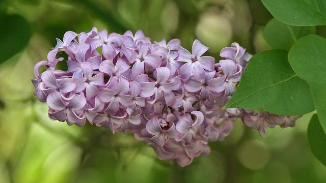 light purple flowers