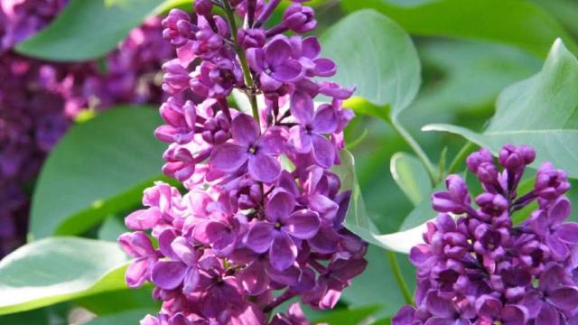 purple flowers