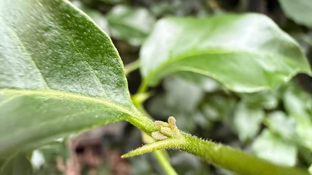 view of a thorn and leaves