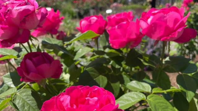 pink flowers