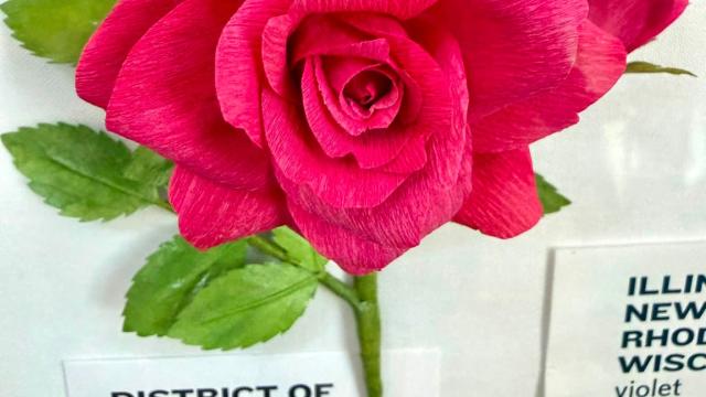 pink paper flower in the exhibit with a District of Columbia label
