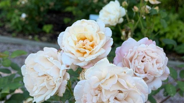 bunch of flowers together