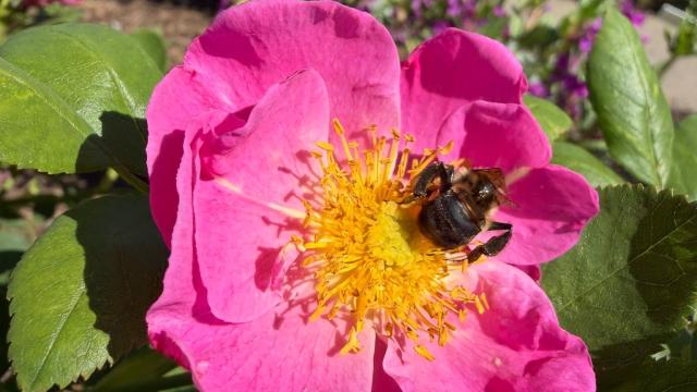 a bee on a flower