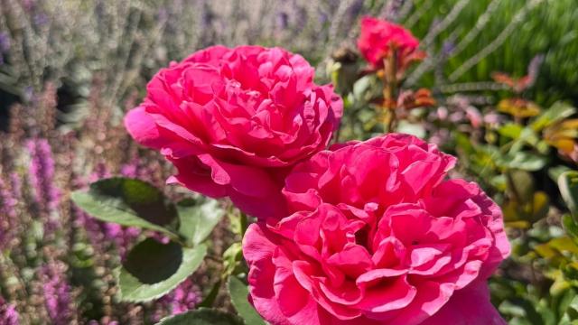 dark pink flowers