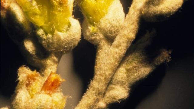 yellow flowers up close