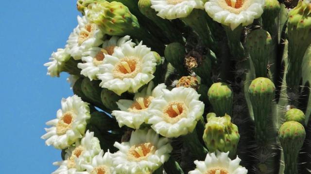 lots of white blossoms