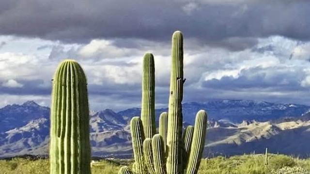 cacti and cloudy skies