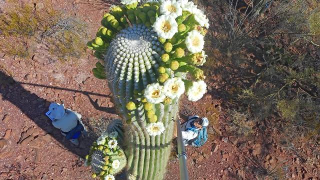aerial view looking down at cacti and blossoms