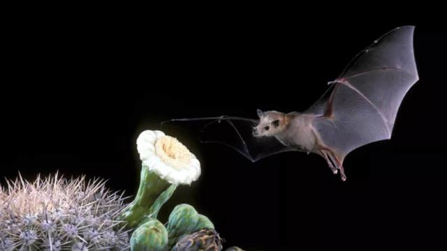 bat near a blossom
