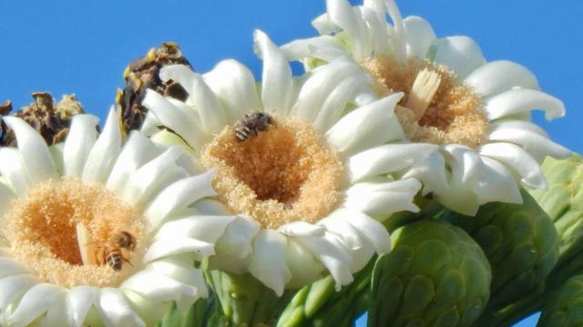 bees on blossoms