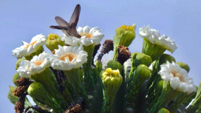 hummingbird on a blossom