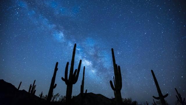 cacti and night sky