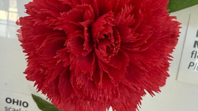 red paper flower in the exhibit with an Ohio label
