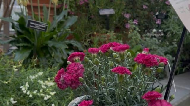 view of full plant in a planter