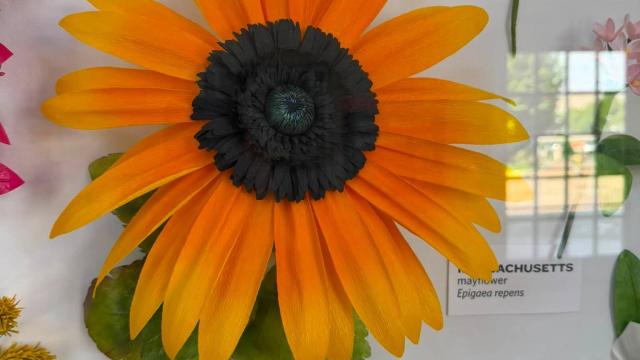 yellow paper flower in the exhibit with a Kansas label