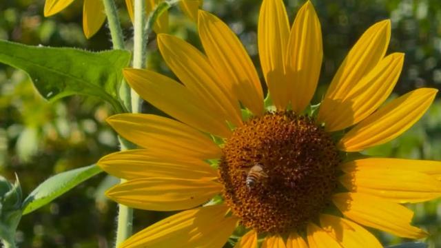 bee on a yellow flower
