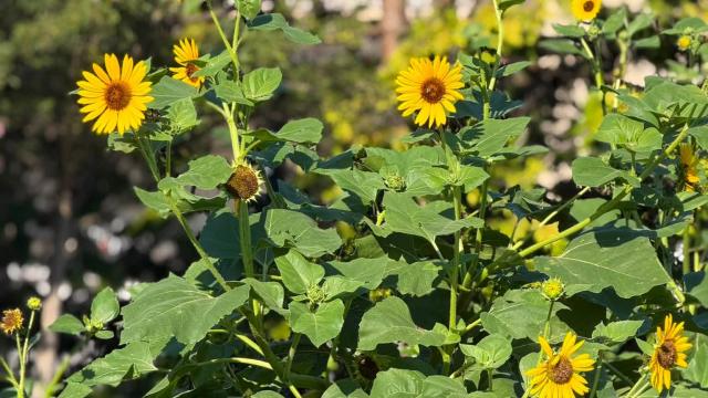 yellow flowers
