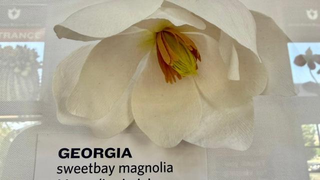 paper flower in the exhibit with a Georgia label