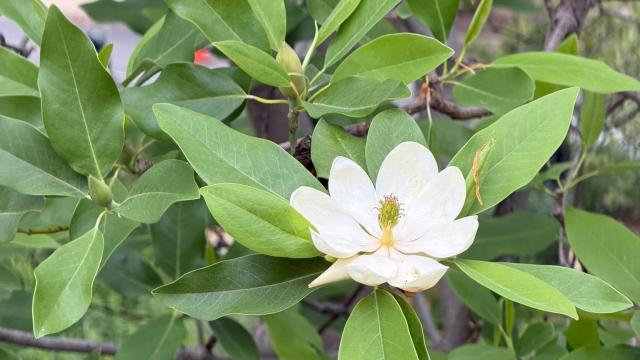 blossom and plant leaves
