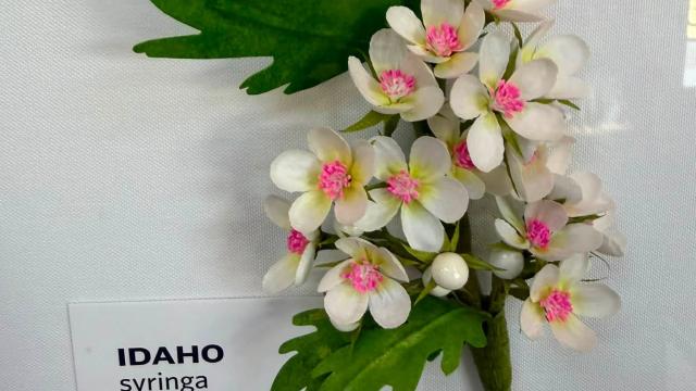 white with pink paper flowers in the exhibit with an Idaho label
