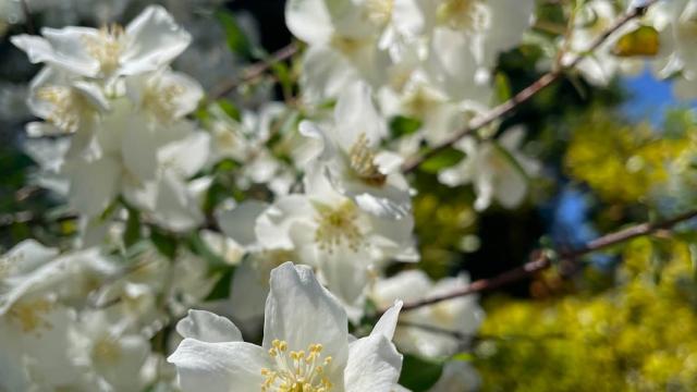 white blossoms