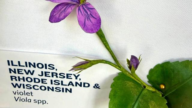 purple paper flowers in the exhibit with an Illinois, New Jersey, Rhode Island & Wisconsin label