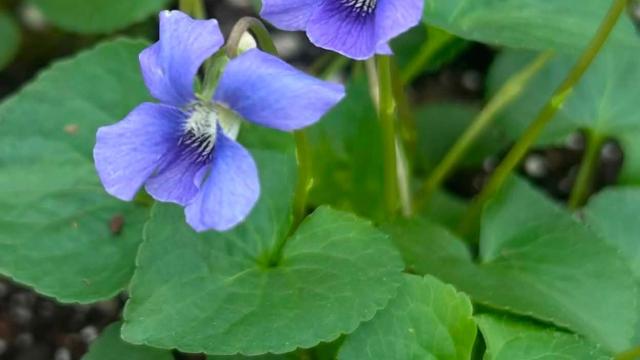 three purple flowers