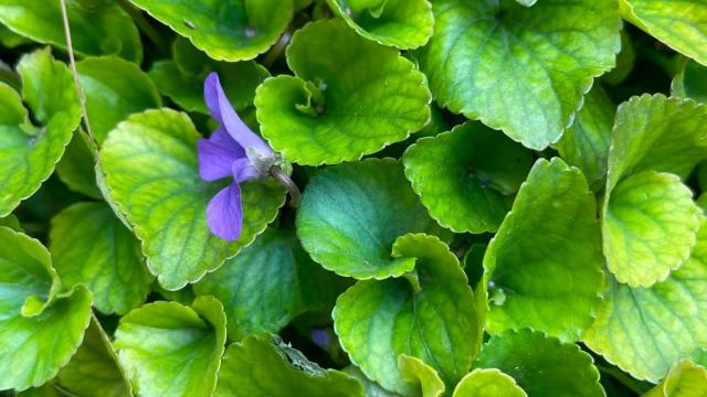 green leaves with a single purple flower