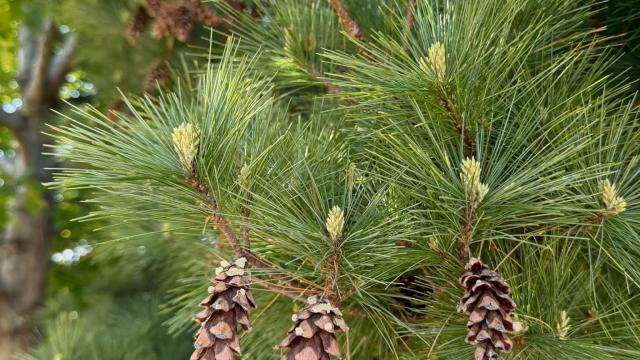 close up of tree