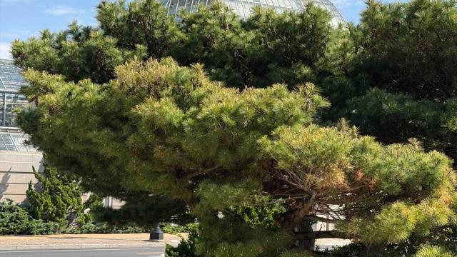 view of full tree