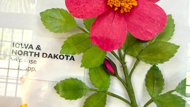 pink paper flower in the exhibit with an Iowa & North Dakota label