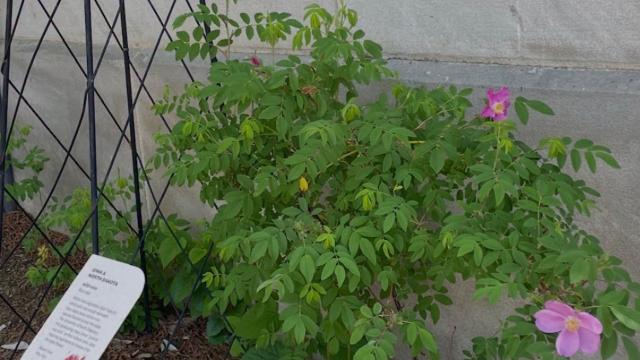 view of full plant