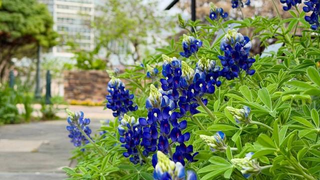 blue flowers near walkway