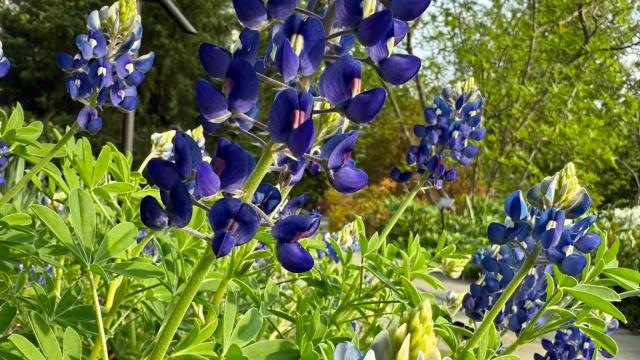 blue flowers