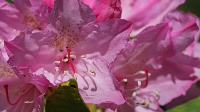 pink flowers up close