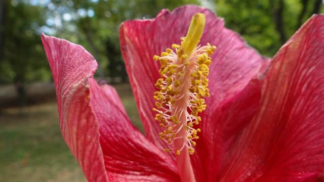 flower up close