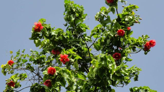 view of the full tree
