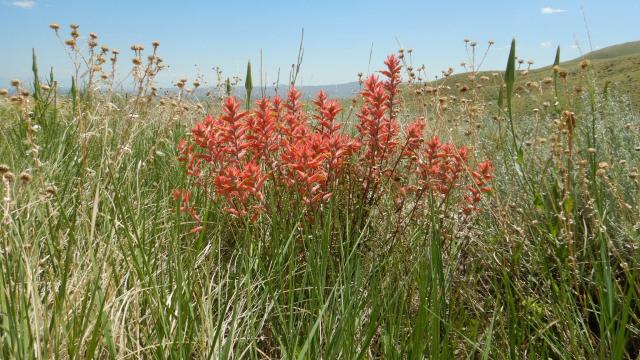 view of the flowers and plant with blue sky
