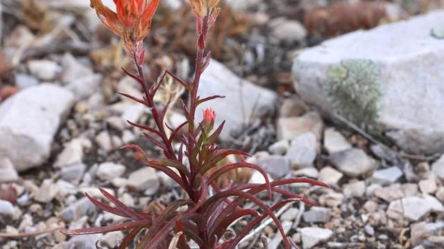 view of the plant in rocky area