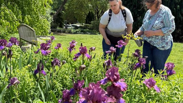 people in a garden with purple flowers
