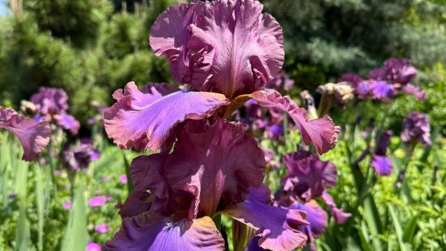 purple flowers