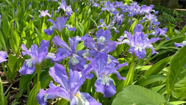 purple flowers