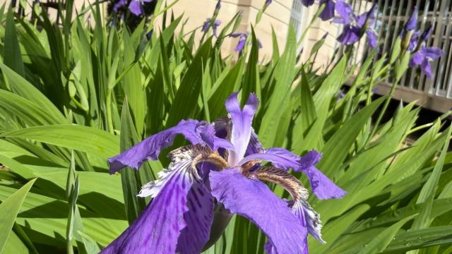 purple flower close with building in background
