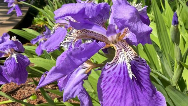 single purple flower